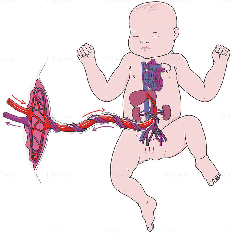 Ilustração do vetor de circulação fetal