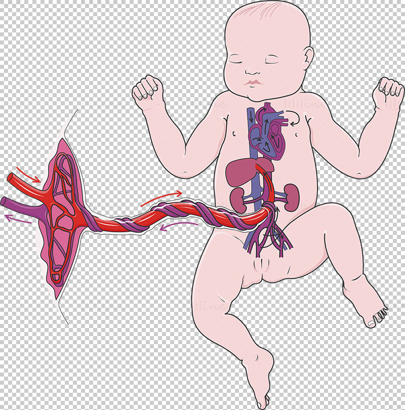 Ilustração do vetor de circulação fetal