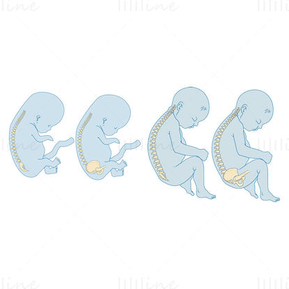 Foetus Newborn baby bone vector scientific illustration