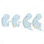 Foetus Newborn baby bone vector scientific illustration