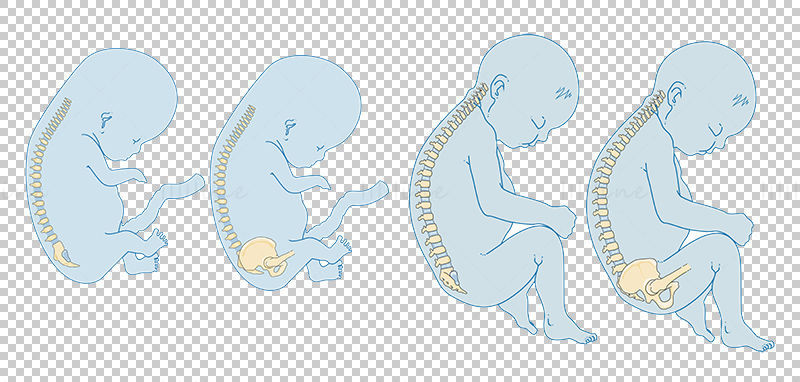 Foetus Newborn baby bone vector scientific illustration
