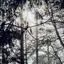 Forest photo in a poor light
