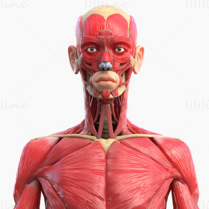 3D модел на мускулна анатомия на цялото тяло