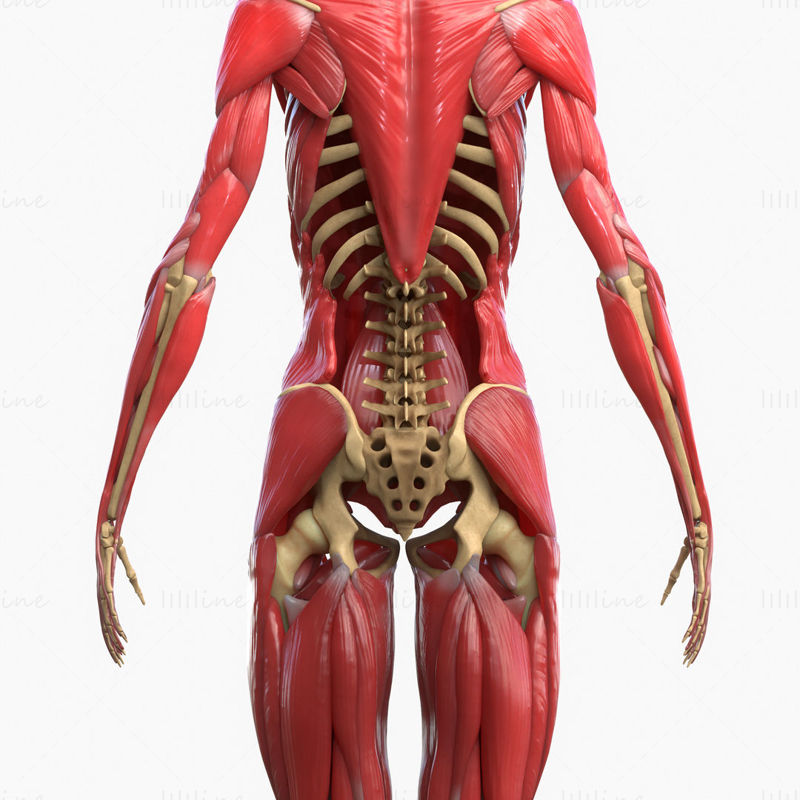 Full Body Muscle Anatomy 3D Model