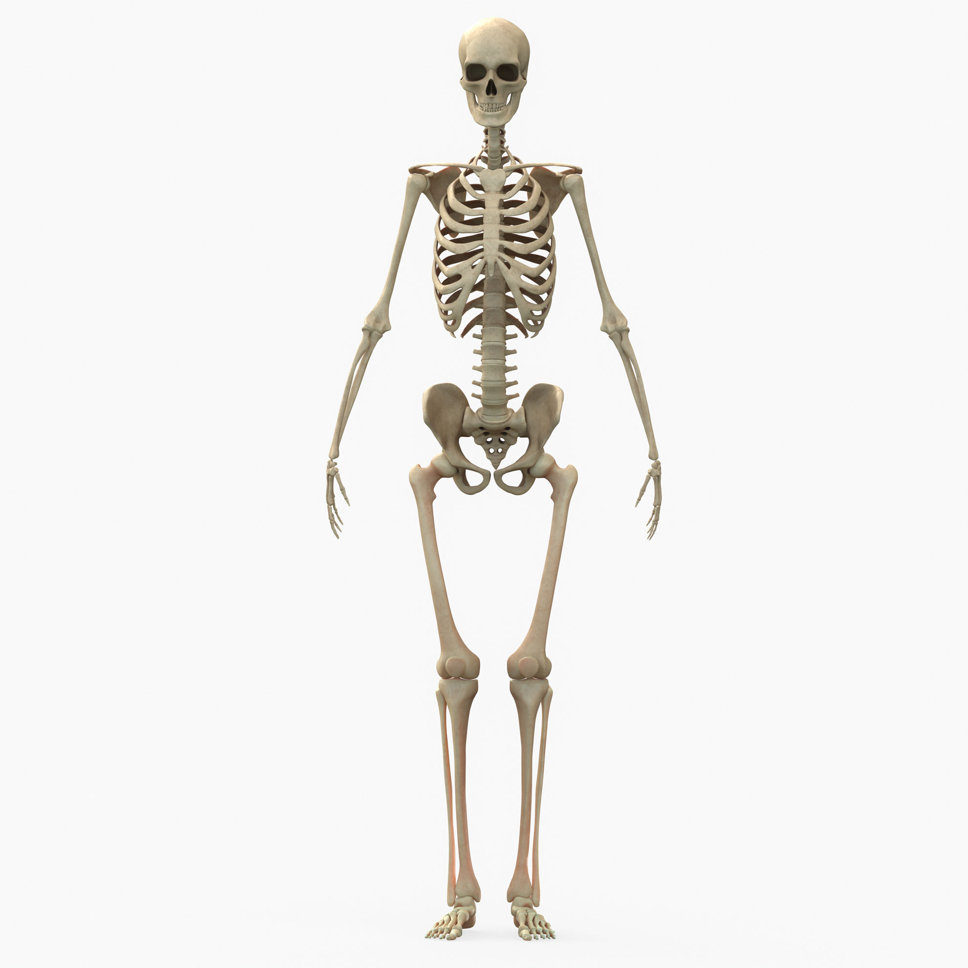 Full Body Muscle Human Anatomy 3D Model