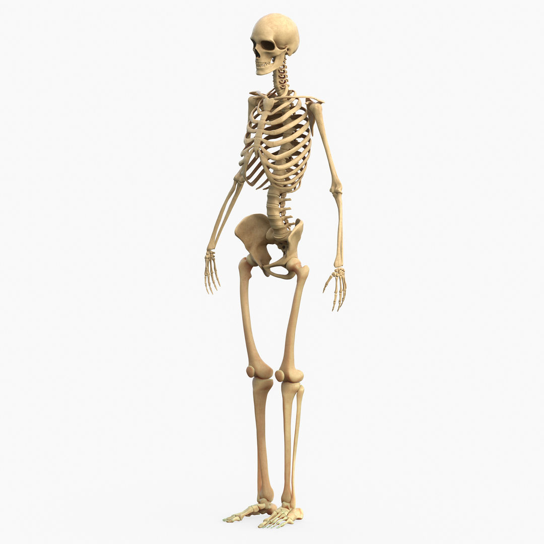 Full Body Muscle Human Anatomy 3D Model