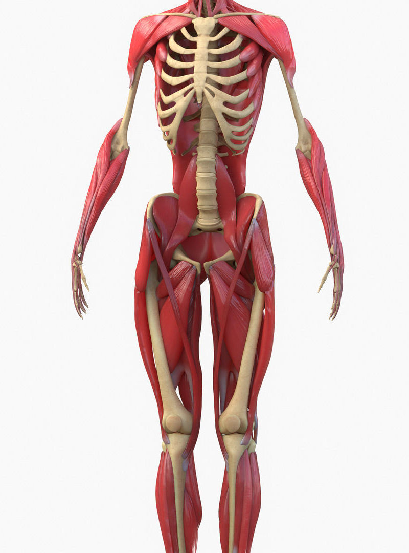 Full Body Muscle Human Anatomy 3D Model