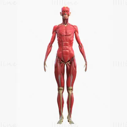 Full body muscle medical illustration