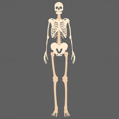 Full Body Skeleton vector illustration