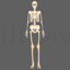 Full Body Skeleton vector illustration
