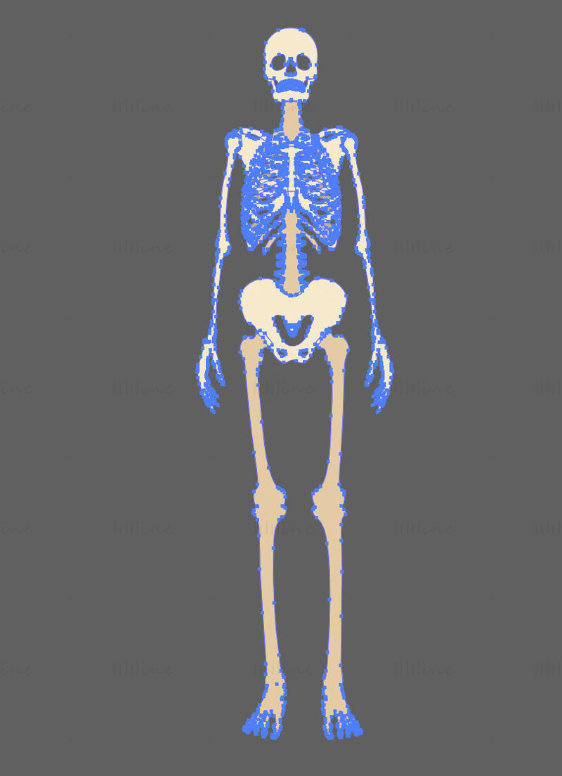 Full Body Skeleton vector illustration