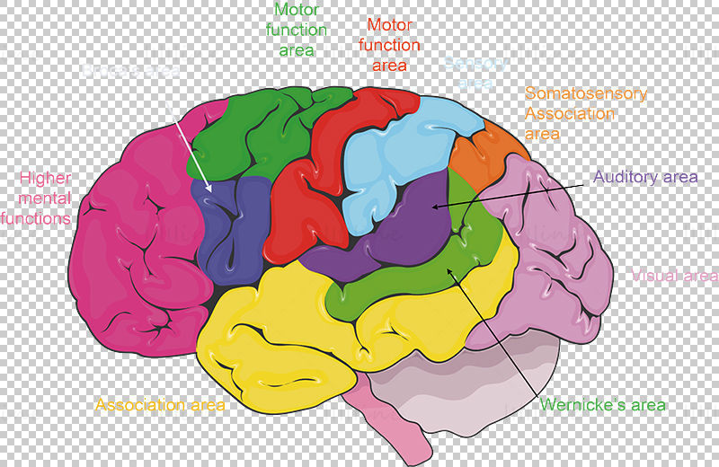 Áreas funcionais da ilustração vetorial do cérebro