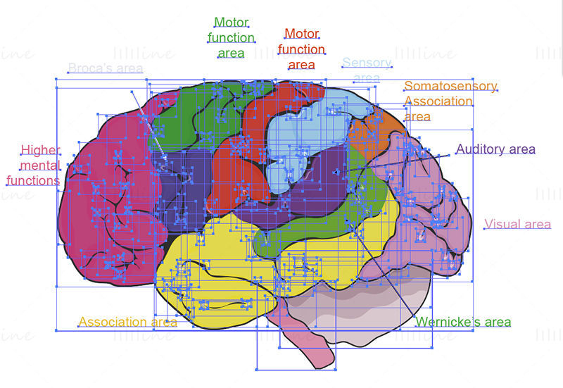 Áreas funcionales de la ilustración del vector cerebral