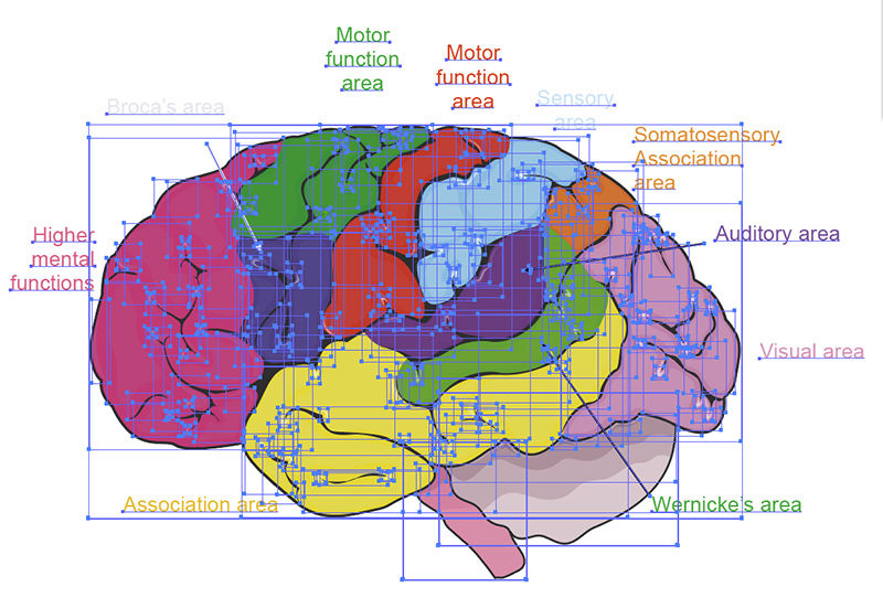 functional-areas-of-the-brain-vector-illustration