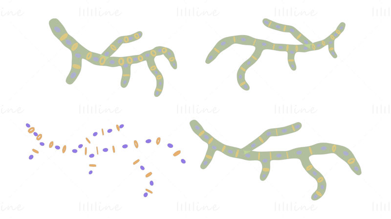 Modello 3D della struttura delle cellule fungine