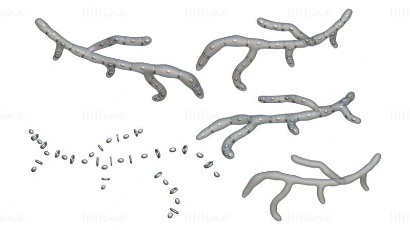 Modello 3D della struttura delle cellule fungine