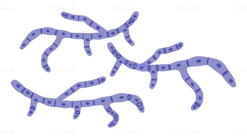 Modello 3D della struttura delle cellule fungine