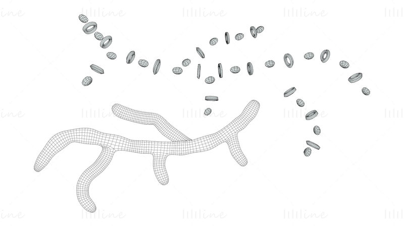 Soppcellestruktur 3D-modell