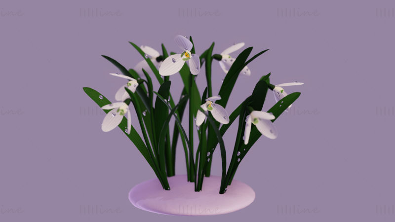 Galanthus flower 3d model