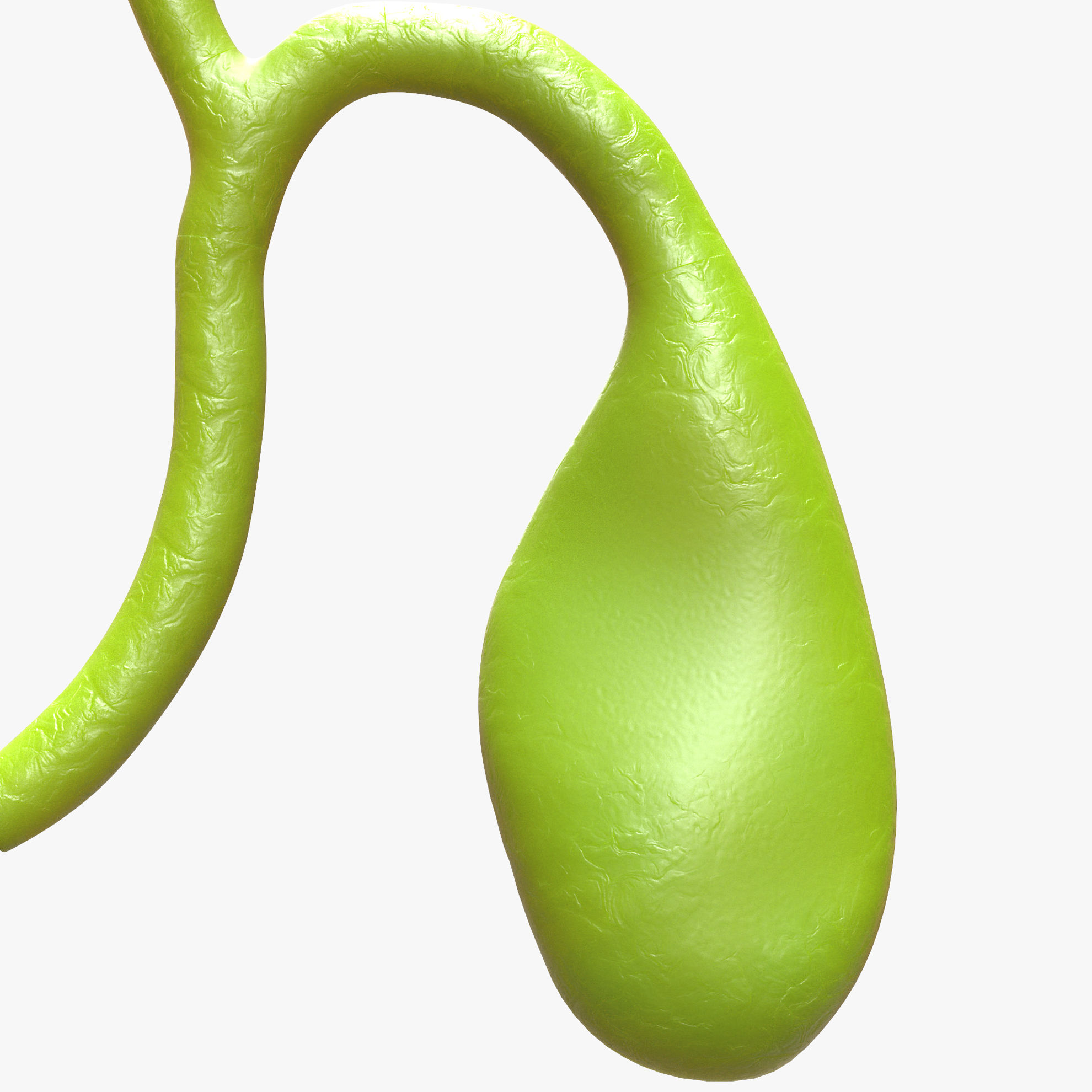 gallbladder-with-gallstones-3d-model