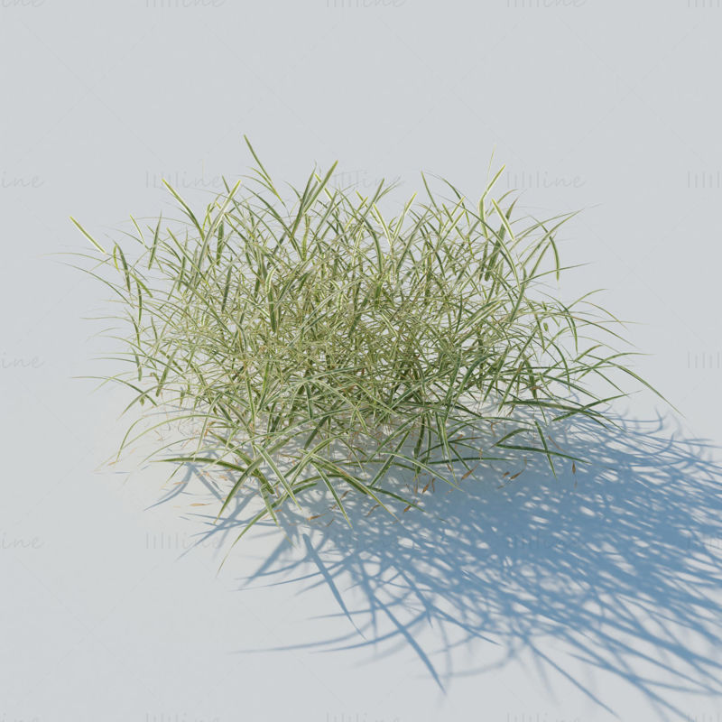 Gardener's Garter Grass 3D Model