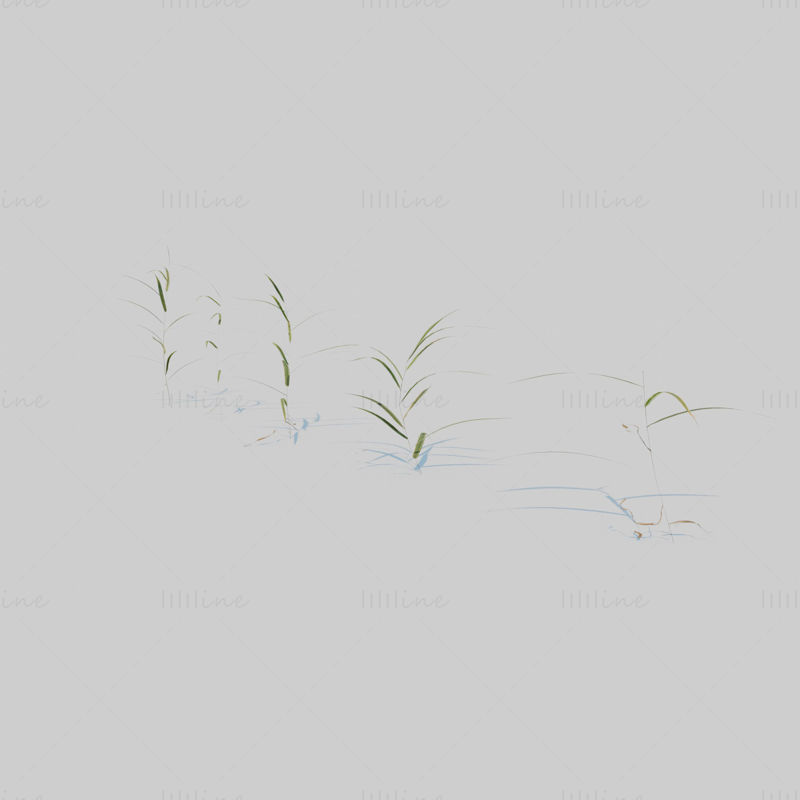 Gardener's Garter Grass 3D Model