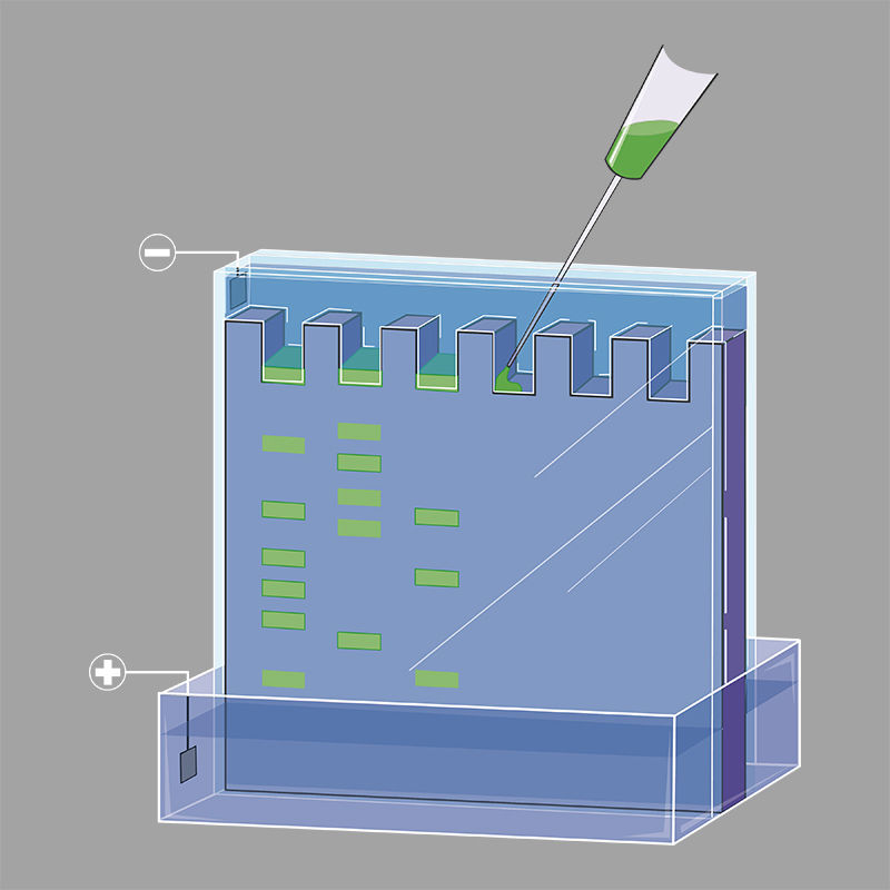 Gel electrophoresis vector