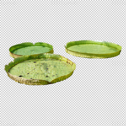 Giant Waterlily png