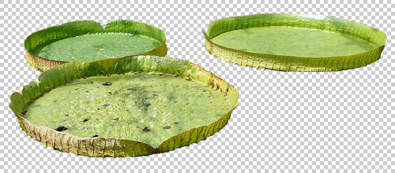 Giant Waterlily png
