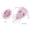 Giardia intestinalis vector scientific illustration