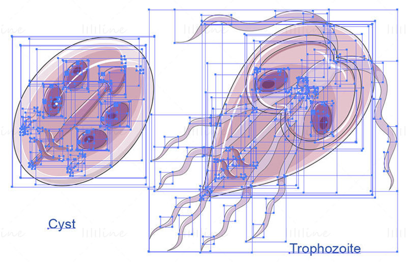 Giardia intestinalis vektör bilimsel çizimi