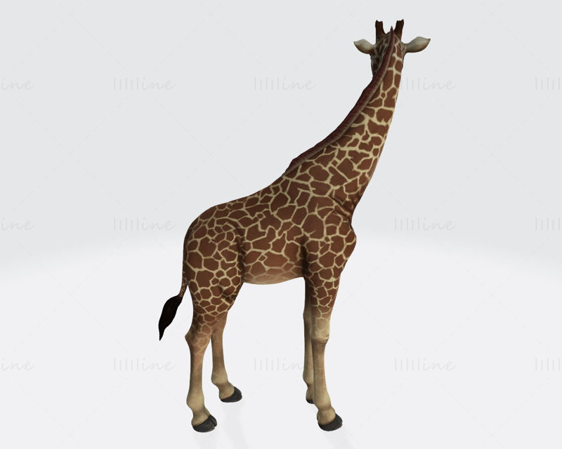 20,039 Animal Print Leopard Giraffe Images, Stock Photos, 3D objects, &  Vectors