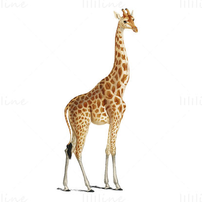 zürafa png
