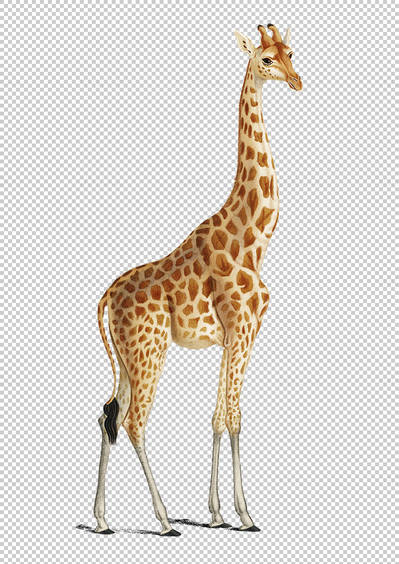 Giraffe png