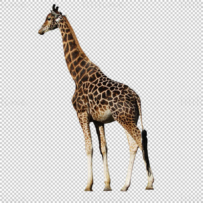 Giraffe png photo