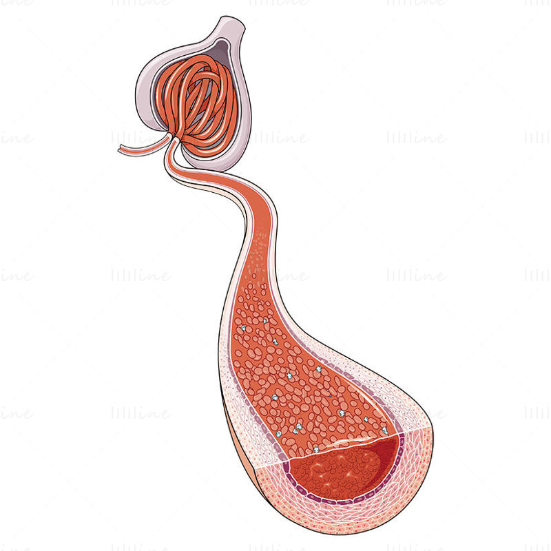 Vektor der glomerulären afferenten Arterie