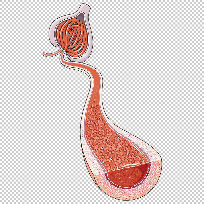 Vektor der glomerulären afferenten Arterie