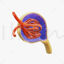Glomerulus Anatomy 3D Model