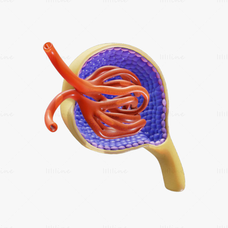 Anatomie du glomérule modèle 3D