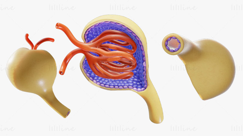 Glomerulus-Anatomie-3D-Modell