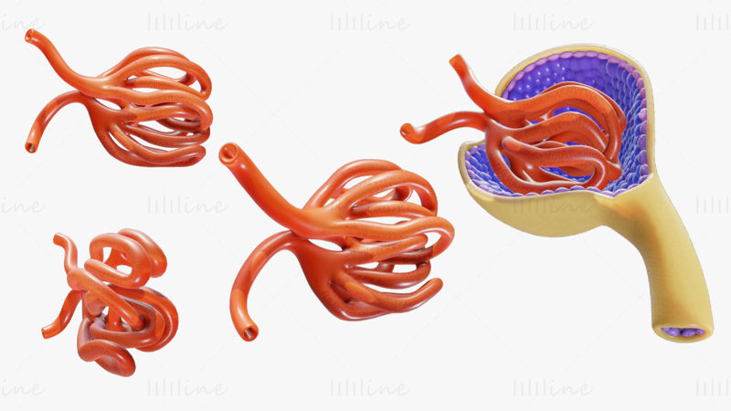 肾小球解剖 3D 模型