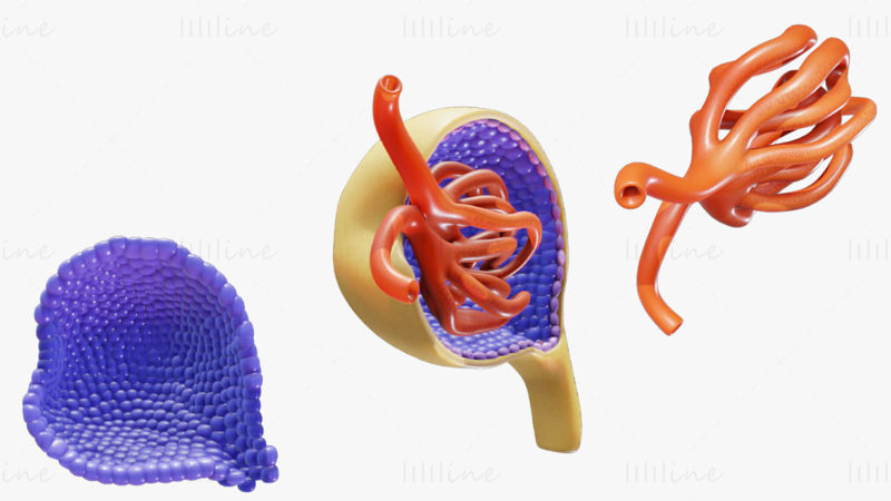 Anatomie du glomérule modèle 3D