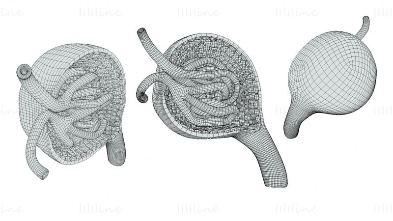 Modello 3D di anatomia del glomerulo