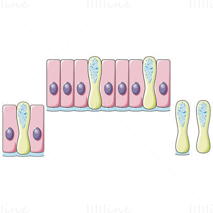 Células caliciformes en vector de epitelio cilíndrico simple