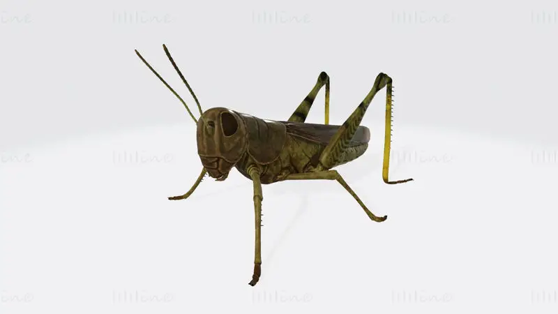 Grasshopper Animal 3D-utskriftsmodell