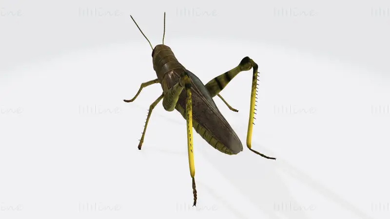 Grasshopper Animal 3D-utskriftsmodell