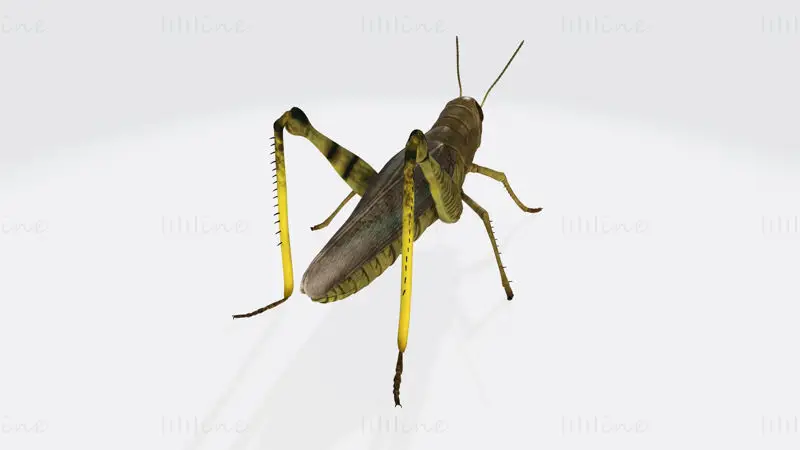 Grasshopper Animal 3D-utskriftsmodell