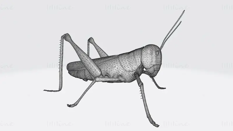 Grasshopper Animal 3D-utskriftsmodell