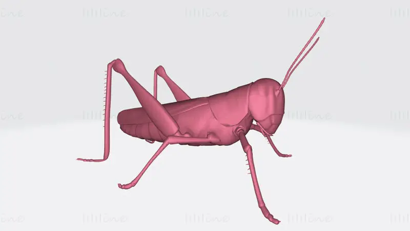 Grasshopper Animal 3D Print Model