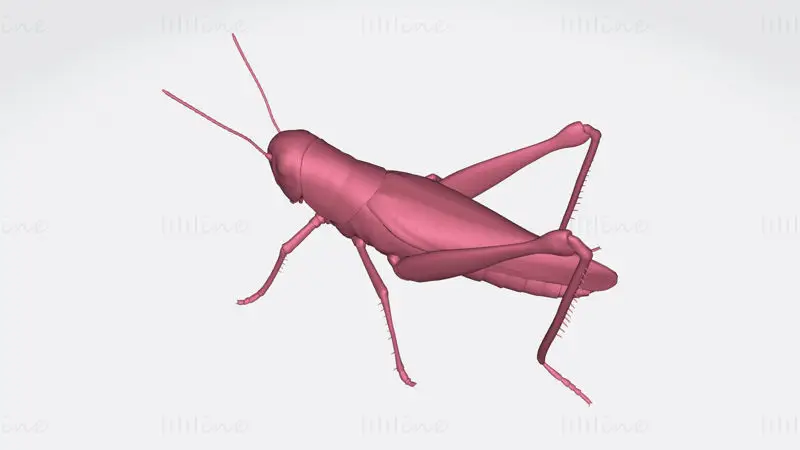 Grasshopper Animal 3D Print Model